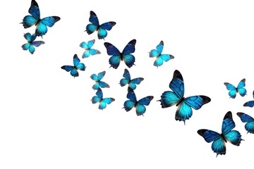 Blue butterflies in flight