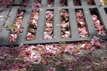 Macro view of storm grate filled with dried petals and leaves