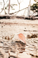 A very large Hermit shell on the beach in Florida.
