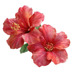 Two Vibrant Red Hibiscus Flowers Isolated on Transparent Background