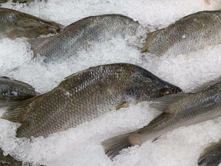 Nile tilapia on ice ready for sale