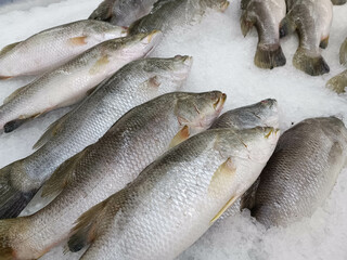 Frozen sea bass on ice