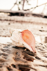 A very large Hermit shell on the beach in Florida.