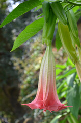 Angel Trumpet plant (Brugmansia) peach blossom.Summer beautiful fragrant trumpet blossom .Closeup photo outdoors .