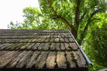 Old Wooden Shingles Covered with Moss – Traditional Roof Detail with Green Forest Background in...