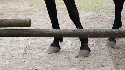 Horse Hooves Behind Wooden Barrier on Sandy Ground