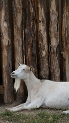 Relaxed White Goat Resting Against Wooden Fence