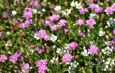 Rosa und weißes Sommerschleierkraut in einem Blumenbeet