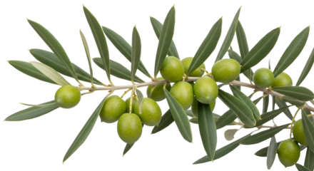 Olive branch displays fresh green olives and leaves against black background beautifully