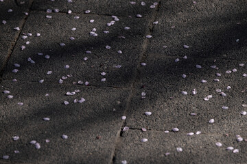 Fallen Cherry Blossom Petals on Pavement in Spring Shadow