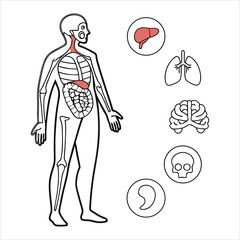 medical-organs-line-icon-set--vector-pictograms-of