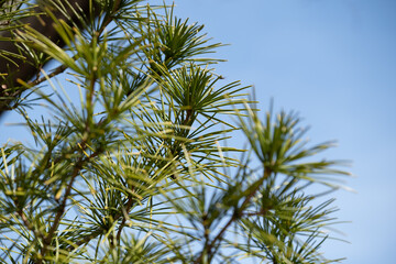 Detailed view of Japanese umbrella pine needles with clear blue sky in the background