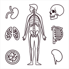 medical-organs-line-icon-set--vector-pictograms-of