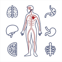 medical-organs-line-icon-set--vector-pictograms-of