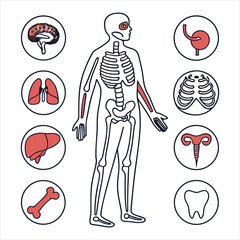medical-organs-line-icon-set--vector-pictograms-of