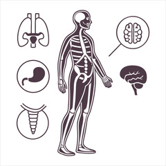 medical-organs-line-icon-set--vector-pictograms-of