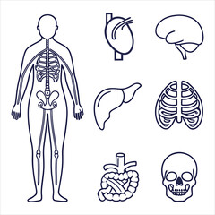 medical-organs-line-icon-set--vector-pictograms-of