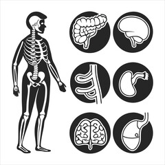 medical-organs-line-icon-set--vector-pictograms-of