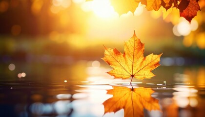 Vibrant autumn maple leaf floating on water surface during sunset, reflecting warm colors