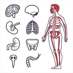 medical-organs-line-icon-set--vector-pictograms-of
