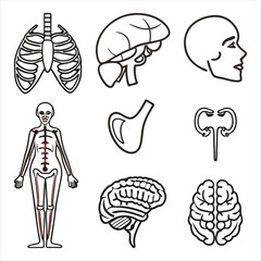 medical-organs-line-icon-set--vector-pictograms-of