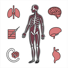 medical-organs-line-icon-set--vector-pictograms-of