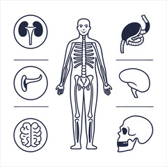 medical-organs-line-icon-set--vector-pictograms-of