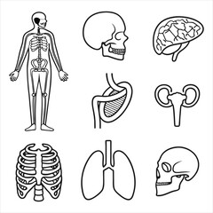 medical-organs-line-icon-set--vector-pictograms-of