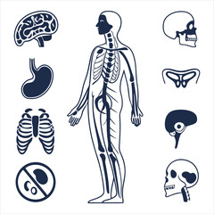 medical-organs-line-icon-set--vector-pictograms-of
