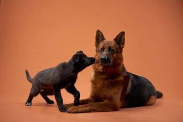 A German Shepherd interacts playfully with a black puppy on a peach background. Their cheerful...