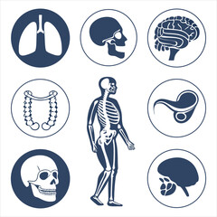 medical-organs-line-icon-set--vector-pictograms-of