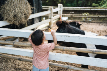 Young child feeding carrot to pony at mini zoo