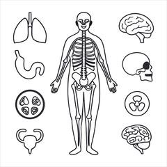 medical-organs-line-icon-set--vector-pictograms-of
