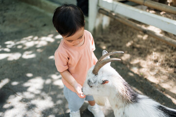 Young child feeding carrot to dwarf goat in farm at mini zoo