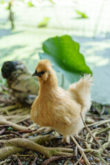 Fluffy Silky chicken walking freely in farmland