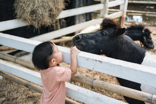 Young child feeding carrot to pony at mini zoo