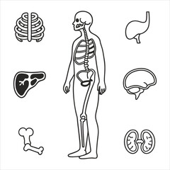 medical-organs-line-icon-set--vector-pictograms-of