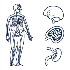 medical-organs-line-icon-set--vector-pictograms-of