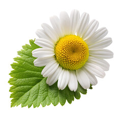 fresh chamomile leaf isolated white background