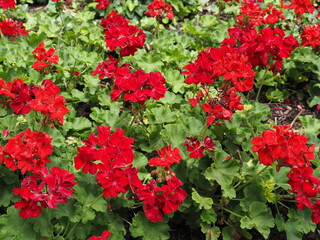 The red roses are very bright.