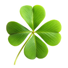 fresh clover leaf isolated white background