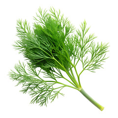 fresh dill leaf isolated white background