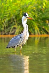great blue heron ardea cinerea