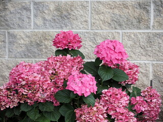 The pink hydrangea flowers in front of the wall.