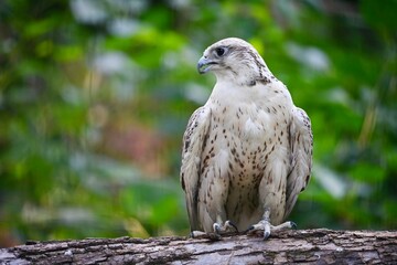 red tailed hawk buteo