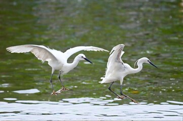 great white heron ardea cinerea