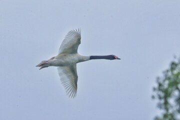black headed gull in flight
