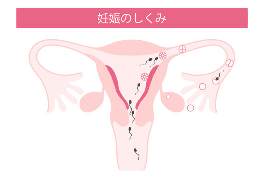 妊娠のしくみ