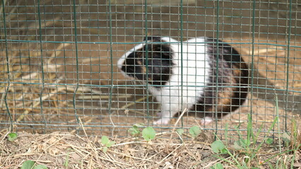 Guinea Pig Behind Fence in Outdoor Enclosure