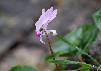 Spring flowering of wild cyclamen (lat.- Cyclamen persicum)